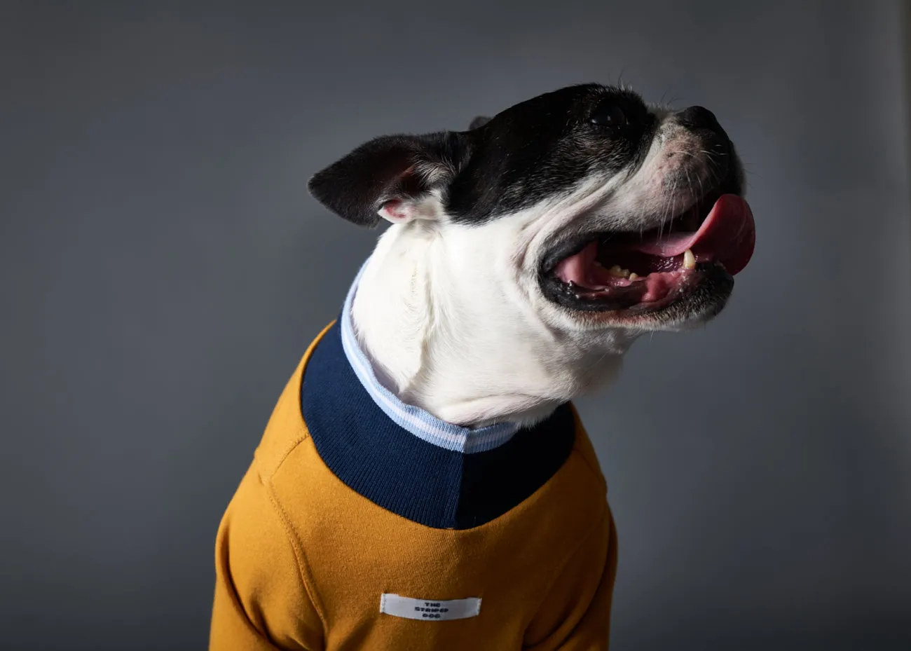 Mustard Sweater with Striped Neckline and Cuffs CARSON