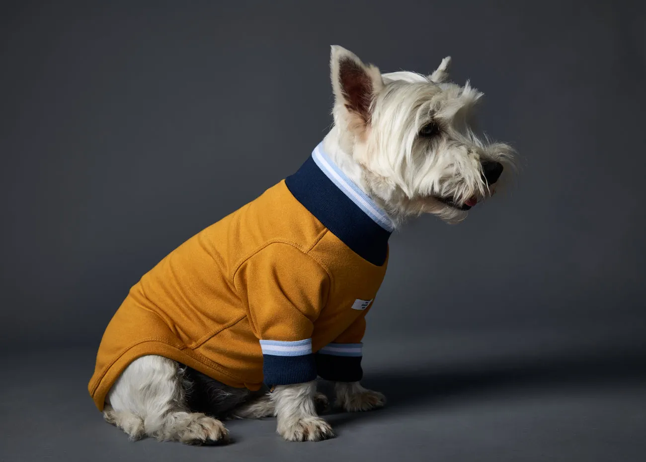 Mustard Sweater with Striped Neckline and Cuffs CARSON