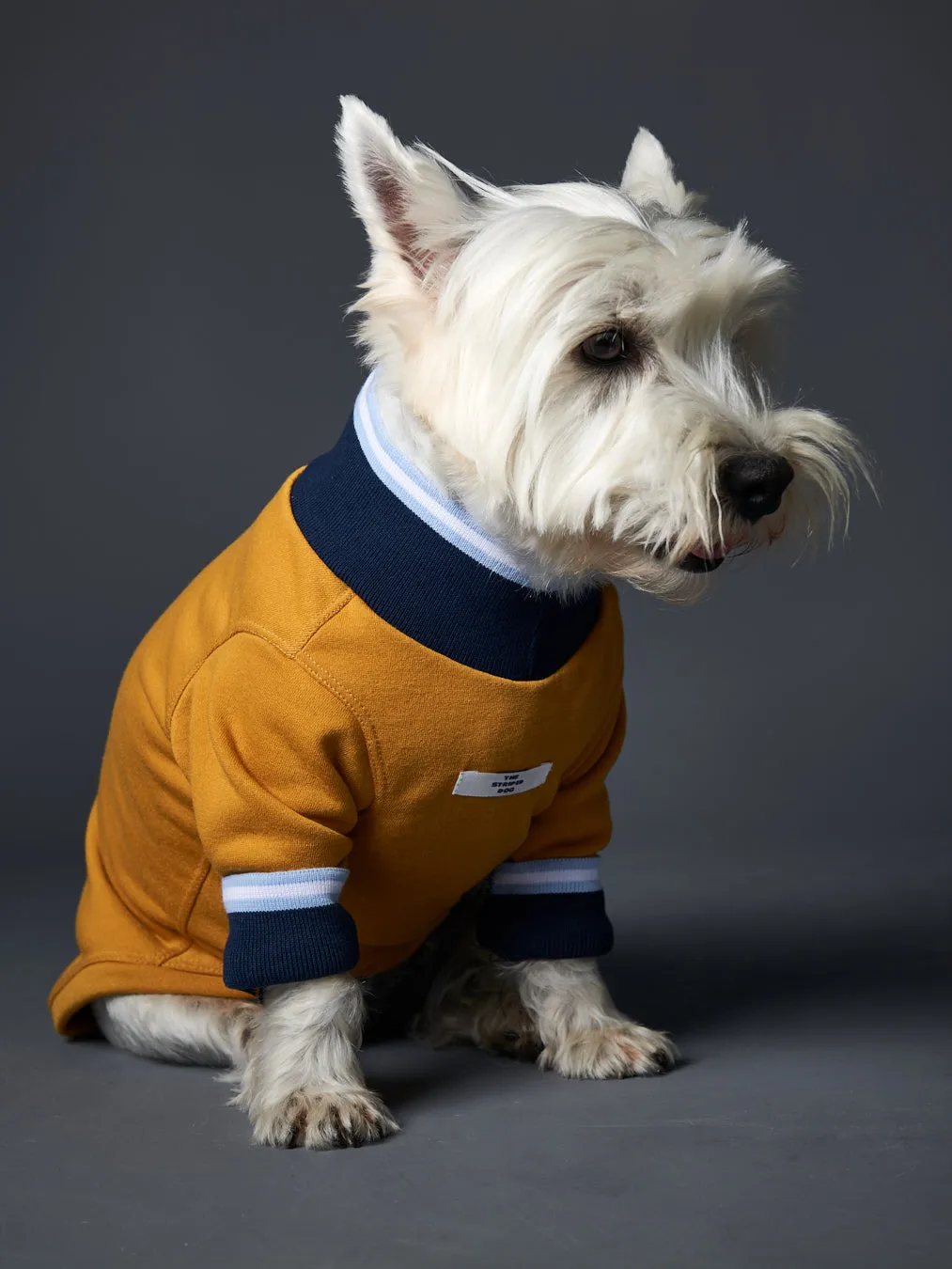 Mustard Sweater with Striped Neckline and Cuffs CARSON