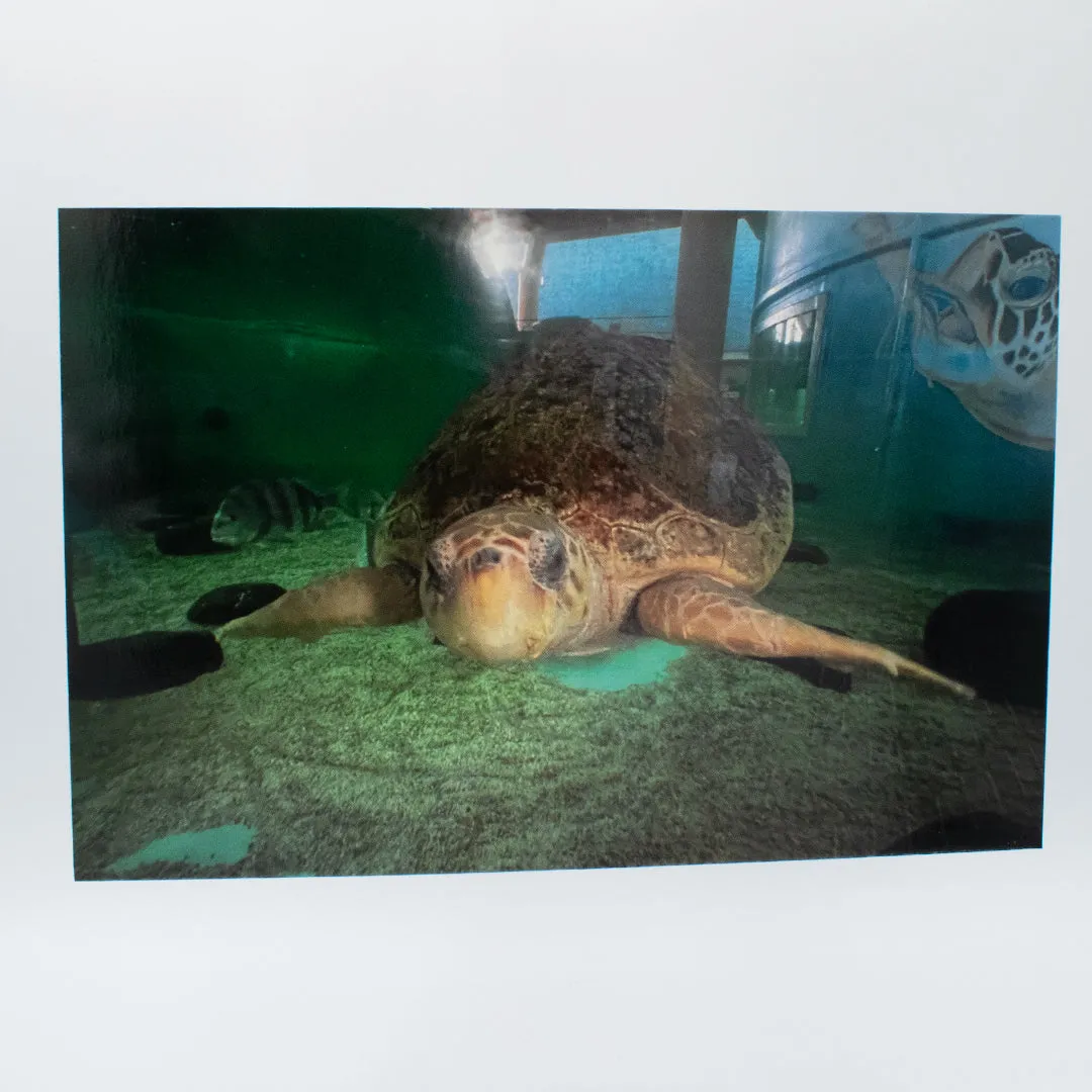 Sea Turtle Inc Post Cards