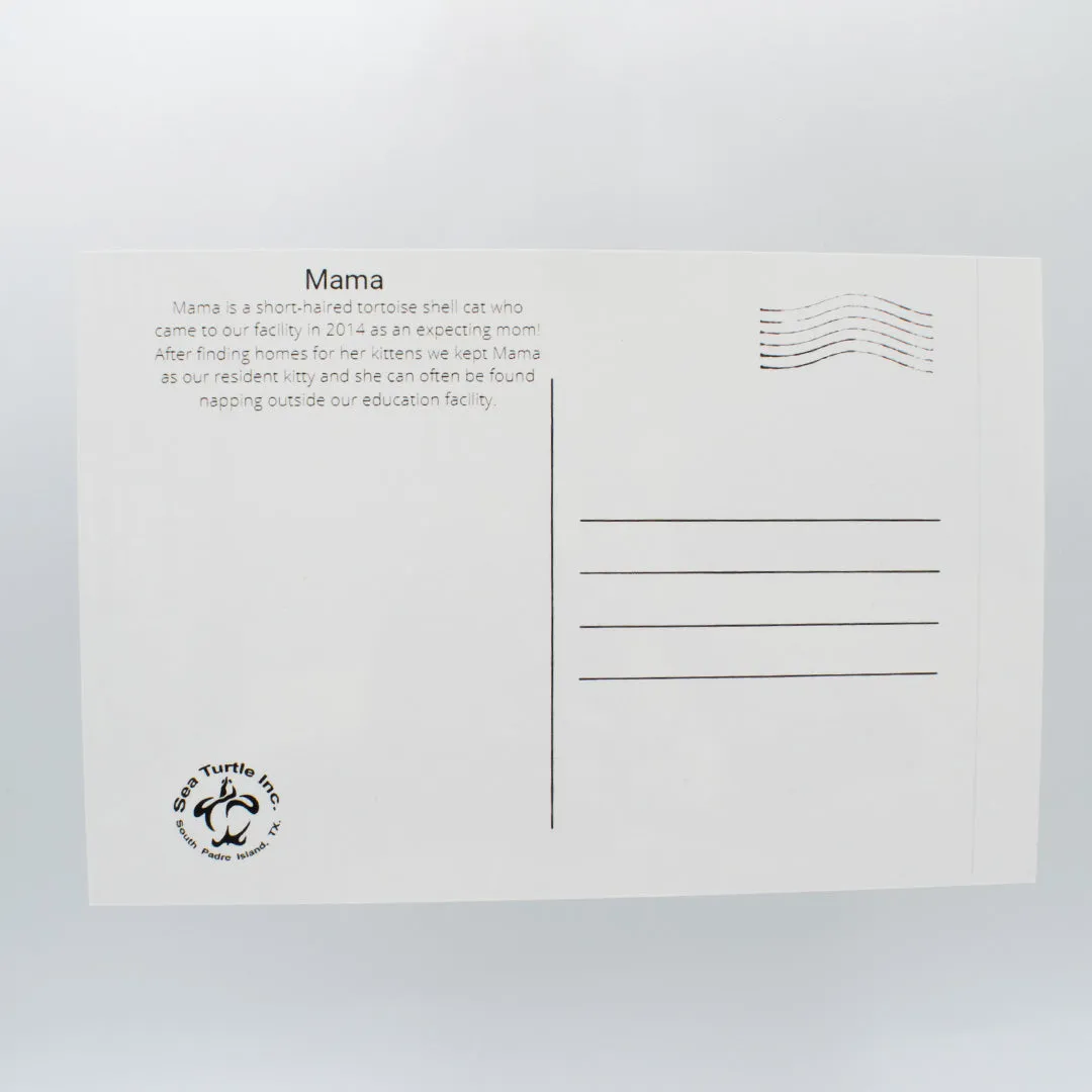 Sea Turtle Inc Post Cards