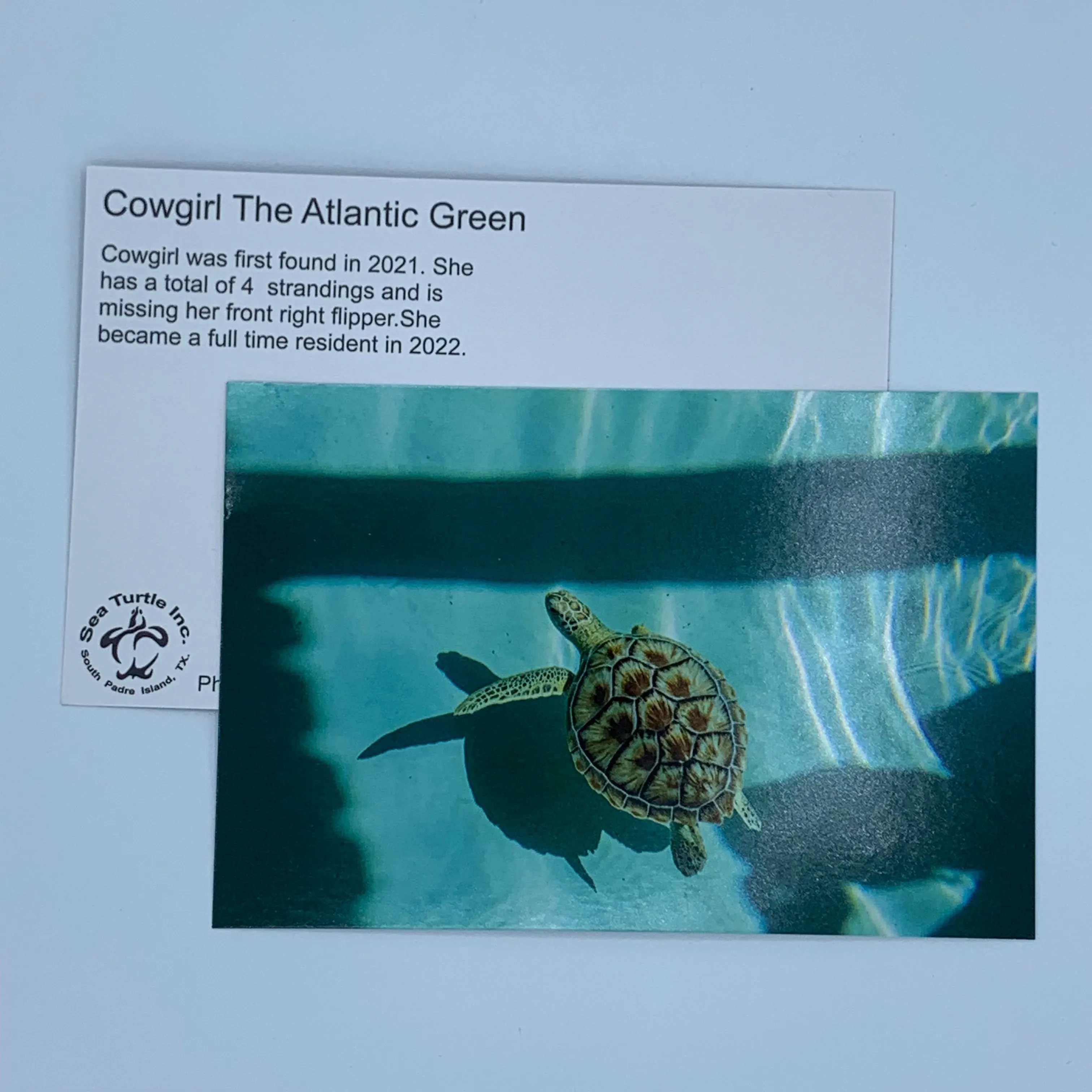 Sea Turtle Inc Post Cards