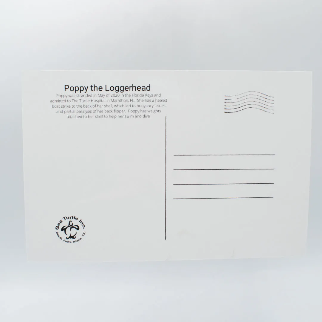 Sea Turtle Inc Post Cards