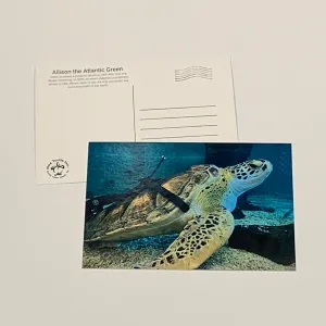 Sea Turtle Inc Post Cards