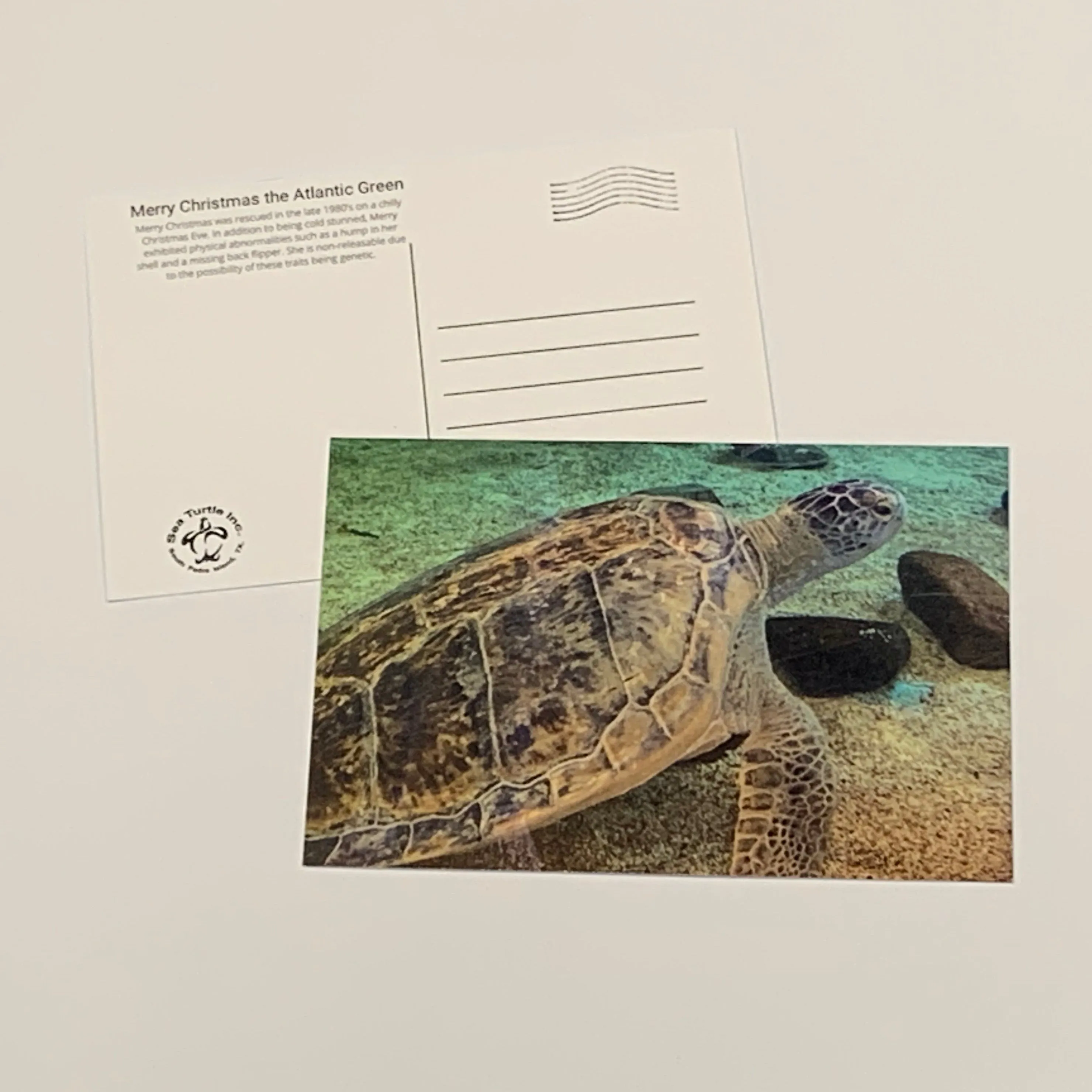 Sea Turtle Inc Post Cards