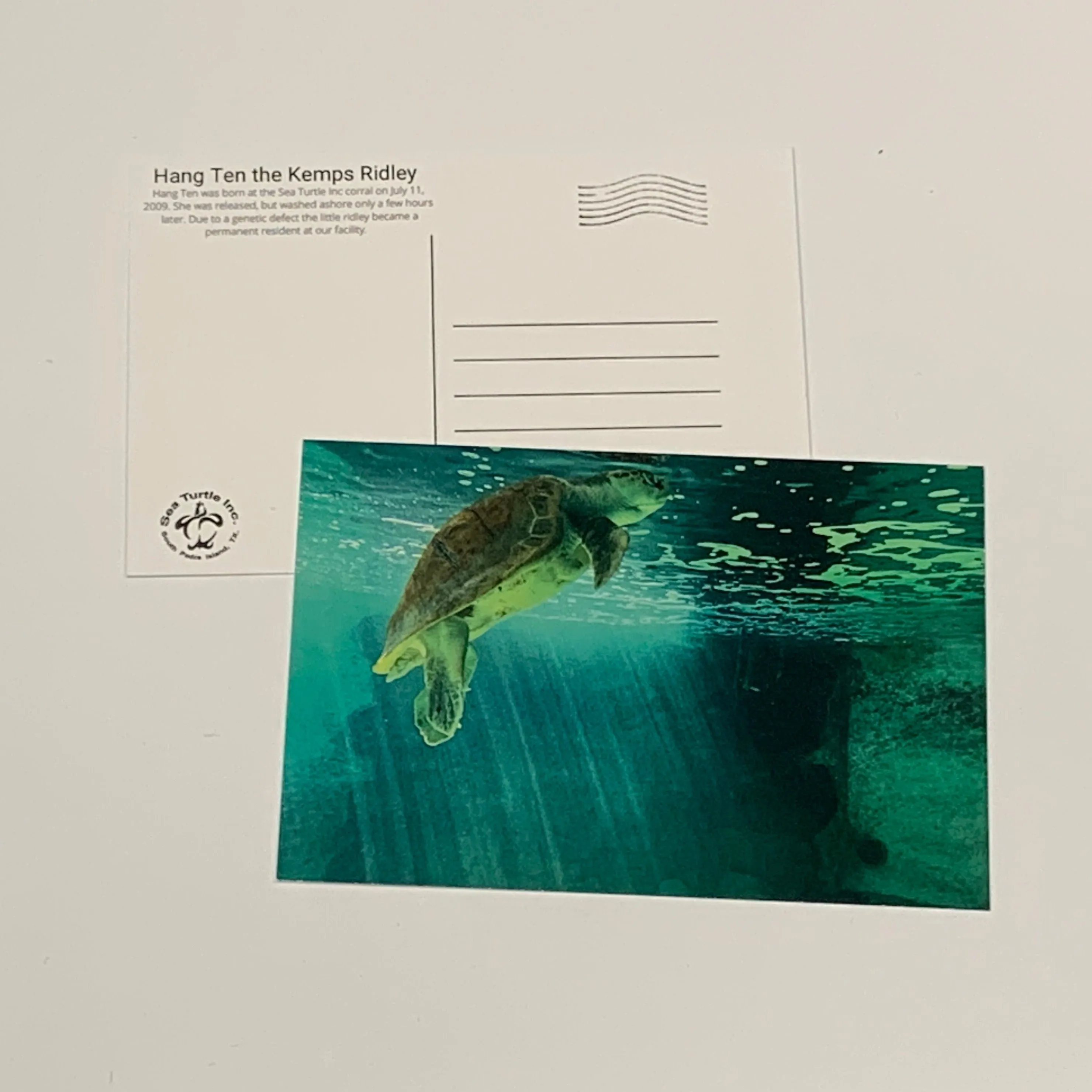 Sea Turtle Inc Post Cards