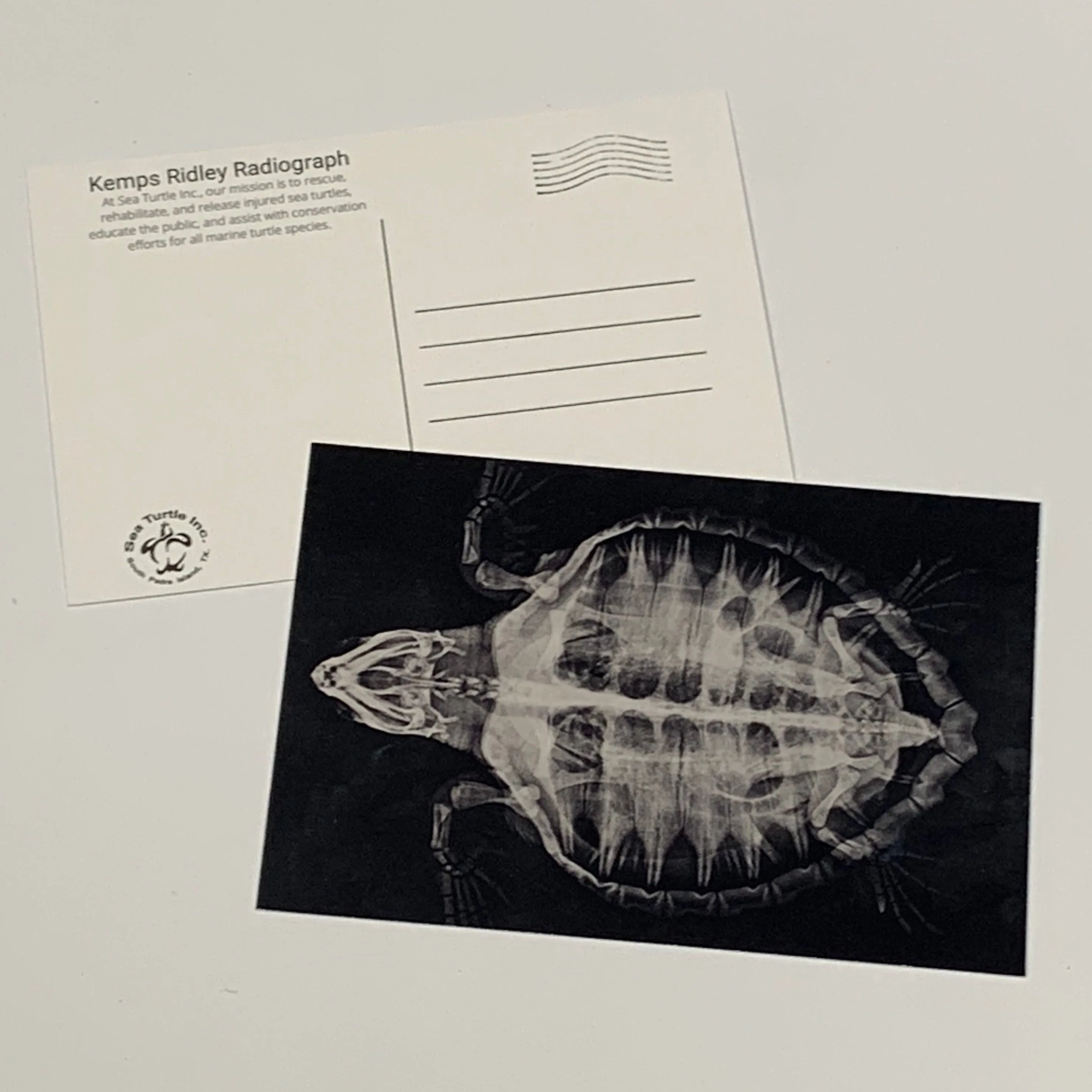 Sea Turtle Inc Post Cards