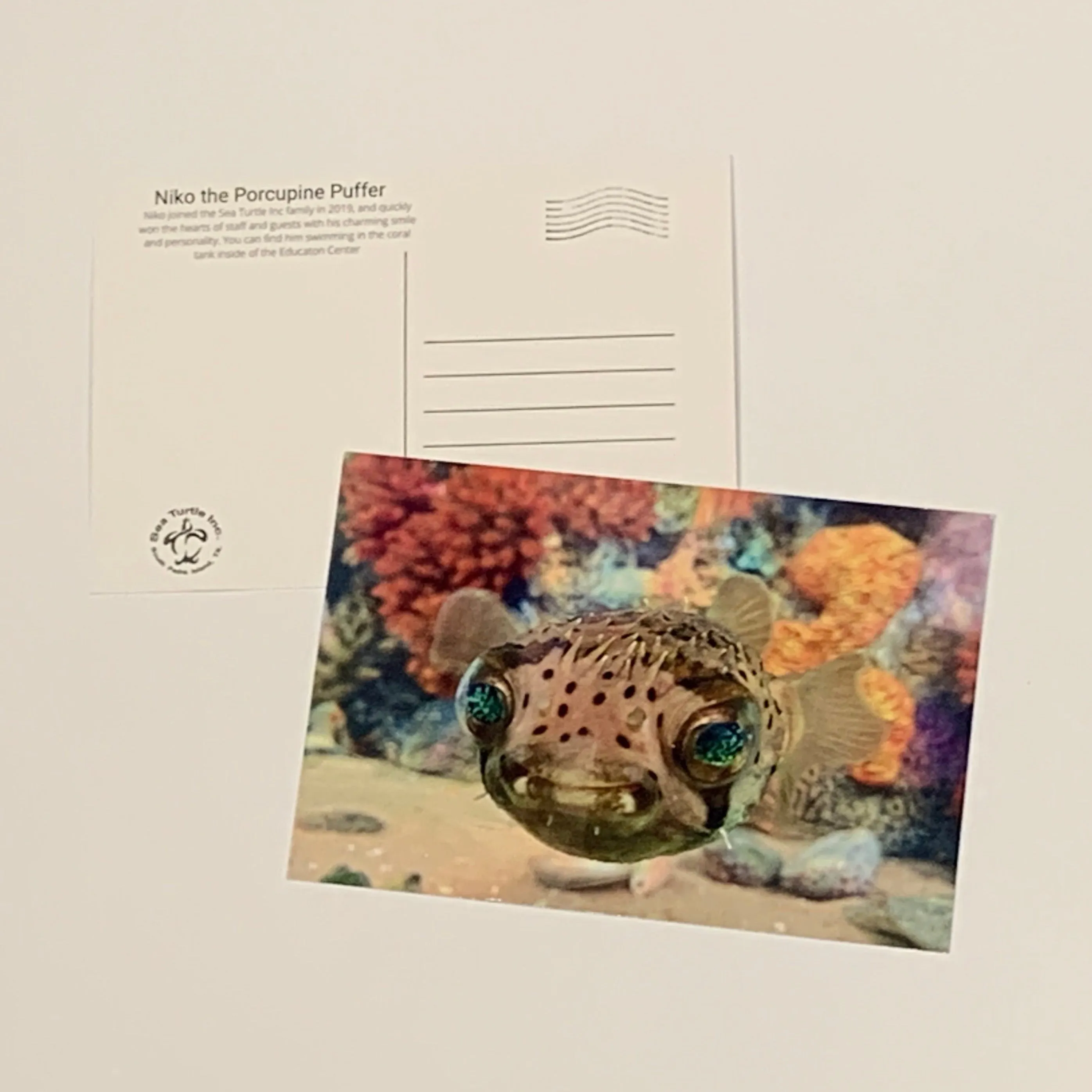 Sea Turtle Inc Post Cards